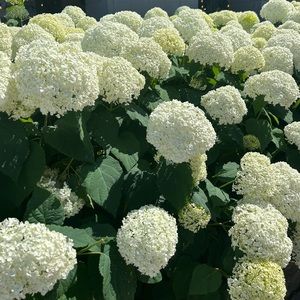 Meet your Posher, Juliette